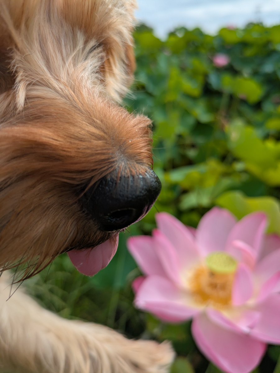 YorkieHaTundel's tweet photo. あさんぽ〜
久しぶりに涼しくてよかったね─
#犬の散歩 #ヨークシャーテリア https://t.co/grK7wSKgLT