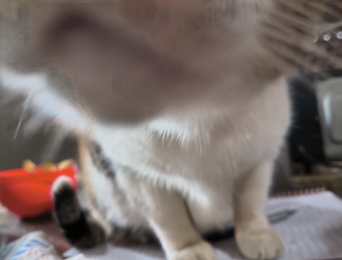 L9vely_K's tweet photo. Gato pão interferiu meus estudos e ainda fungou vcs! https://t.co/luO3foGG8Z