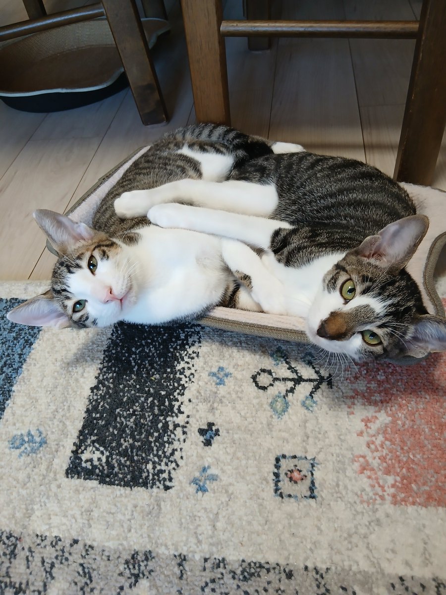 pekochan49571's tweet photo. 今日も仲良し。
しゅう、りょうくん。
8日(土曜日)の里親会、頑張ろうね。 https://t.co/6jTUx4Jtzp