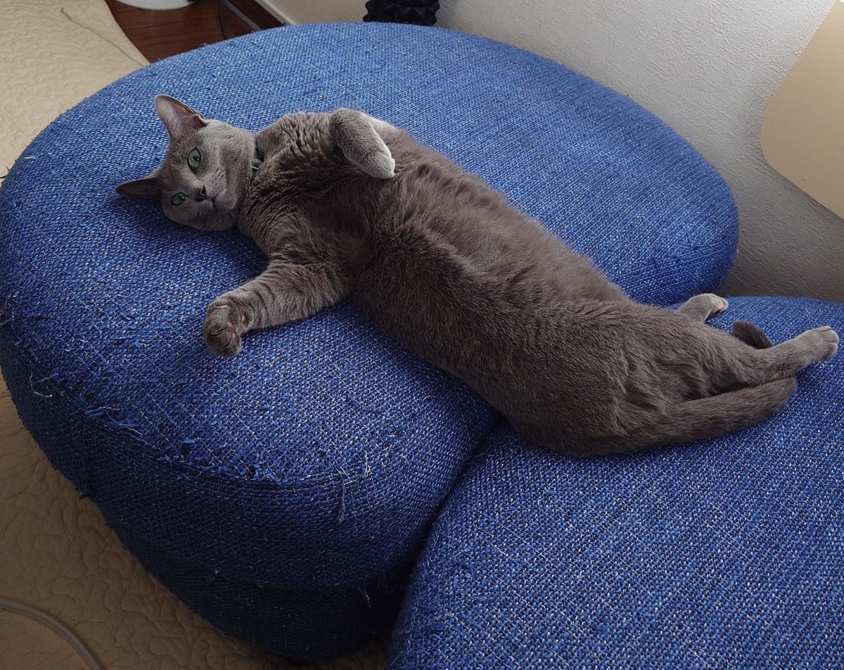 56jonjoe's tweet photo. #猫のいる暮らし https://t.co/MmvCvjvGn2