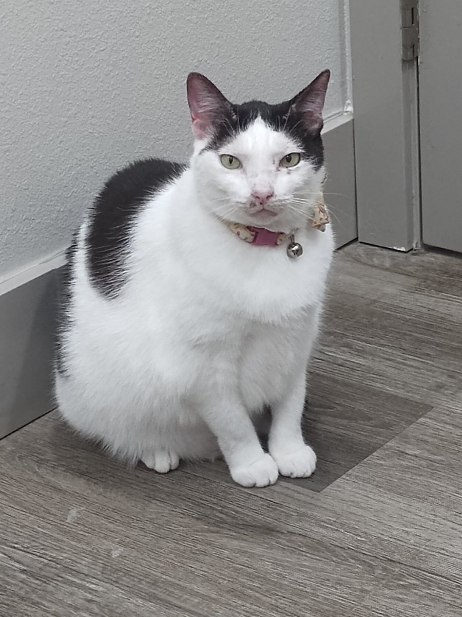 TheStabby's tweet photo. Don't look at me like that. YOU scratched up half your face, not me !!!! https://t.co/5V58TgulPT
