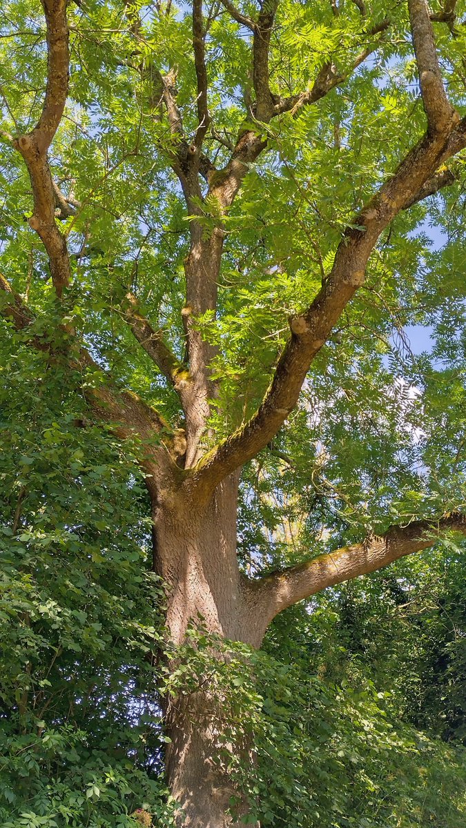 StephaneNature's tweet photo. Happy #thicktrunktuesday to the empathetic, democratic nature friends from Germany, #Eifel 🌳🏞️🌋
#Trees #TreeRide #Forest #ClimateProtection #ShinrinYoku https://t.co/Rhi2J6VLTz