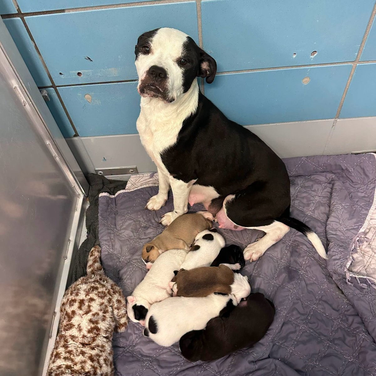 TrinityMcGibbon's tweet photo. 🆘URGENT: SEQUOIA + 7 PUPPIES - EUTH LIST WED 8/5 @ 5PM CDT🆘 *NO EXTENSIONS PER BARC* *RESCUE ONLY* IF YOU CAN FOSTER THIS PRECIOUS FAMILY PLEASE CONTACT ANY TEXAS RESCUE AND TELL THEM YOU CAN FOSTER IF THEY CAN PULL THIS FAMILY‼️ FOSTERS ARE THE #1 THING RESCUES NEED TO SAVE "RESCUE ONLY" DOGS‼️🆘

---

👩‍🍼MAMA: SEQUOIA👩‍🍼  
ID: #A2088538  
Age: 2 Years | Breed: Staffordshire Mix | Female  
Weight: 49.4 lbs | Heartworm: Negative  
Intake: 7/29/2026 | Stray  
Status: Currently lactating with nursing puppies

Intake Story:  
Found next to a store behind a gate at a construction company. A large white injured dog was nearby. Sequoia arrived with her litter and is caring for them.

Shelter Notes:
- 7/30: Greeted at kennel door with low growl. Leashed calmly and walked well on loose leash. Protective of puppies in kennel.  
- 8/3: Barked/jumped on kennel door when people passed. Walked well to dog run with neutral body.  
- 8/4: Responded well to baby talk. Walked on loose leash and went right back to sit with puppies.

---

🐾THE PUPPIES - 3 WEEKS OLD🐾  
Boys: 
💙 Cedar - #A2088539  
💙 Flint - #A2088540  
💙 Kodiak - #A2088541  
💙 Hunter - #A2088544  

Girls: 
🩷 Sage - #A2088542  
🩷 Willow - #A2088543  
🩷 Ivy - #A2088545  

---

⏰DEADLINE: WEDNESDAY 8/5 @ 5PM CDT⏰  
Sequoia must have a *RESCUE HOLD* by 1PM or she will be euthanized.  
*Rescues need FOSTERS to tag.* She cannot be adopted/fostered directly through BARC.

Pledges: Please DO NOT honor pledges until freedom photo + rescue info is posted.

---

💌HOW TO HELP - BARC ANIMAL SHELTER  
*All holds MUST be in writing. DO NOT CALL.*

Email ALL below if local:  
barcfoster@houstontx.gov
barcadoptions@houstontx.gov
BARC.Aid@houstontx.gov

*Use the 7-digit ID # in all emails*

Note: BARC and this page cannot assist with out-of-state fosters/adoptions. We are NOT the shelter.

Address: BARC Animal Shelter  
3200 Carr St, Houston, TX 77026  
Website: https://t.co/HdMg1YUcsR

---

🙏 PLEASE SHARE
Mama + 7 babies. 3 weeks old. Out of time.  
They need a local foster so a rescue can save them.

SHARE. PLEDGE. FOSTER. RESCUE. 💙