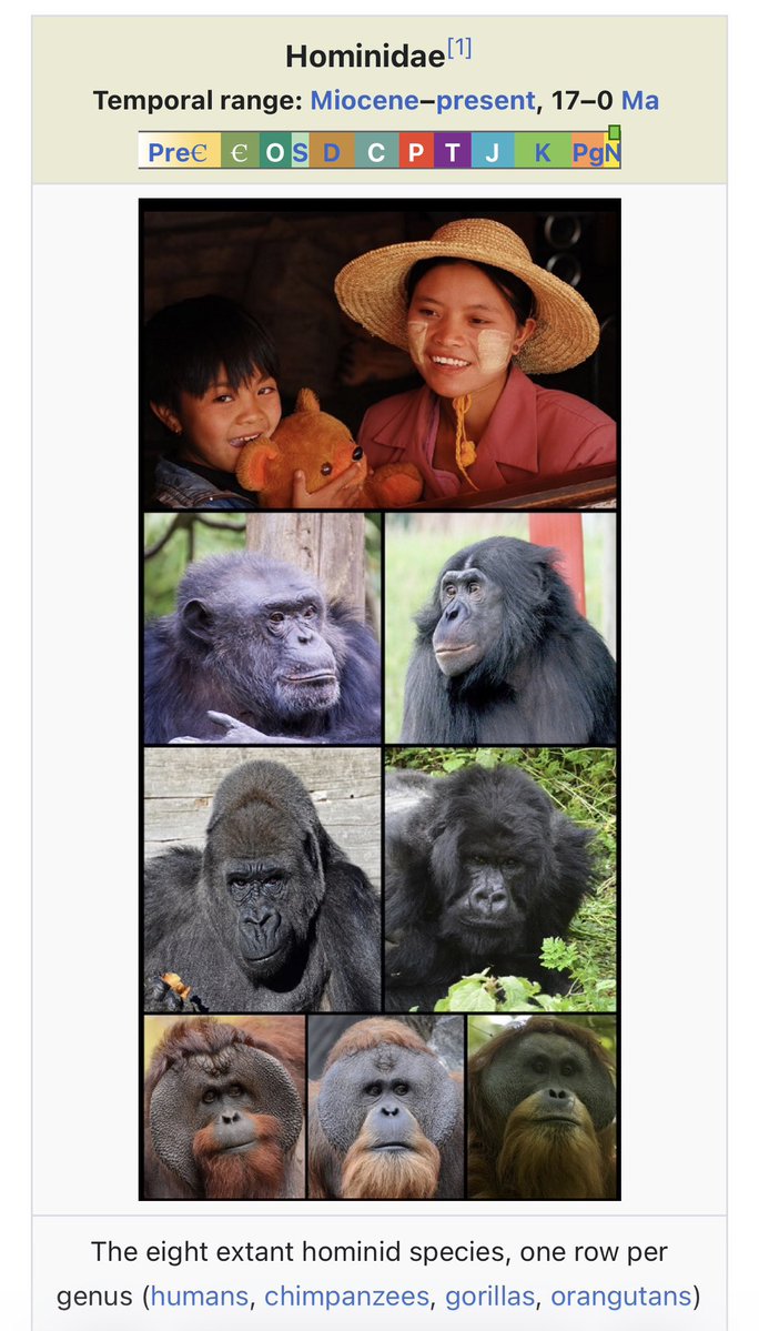 Visceral9000's tweet photo. Again, Wikipedia being artfully humbling with their picture choices.

Portraying us in league with our great ape kin, in a delightfully naturalistic way. And the picture that they used for humans is universally natural too. Being that of a blissful mother and child. https://t.co/i1EndFxLkS