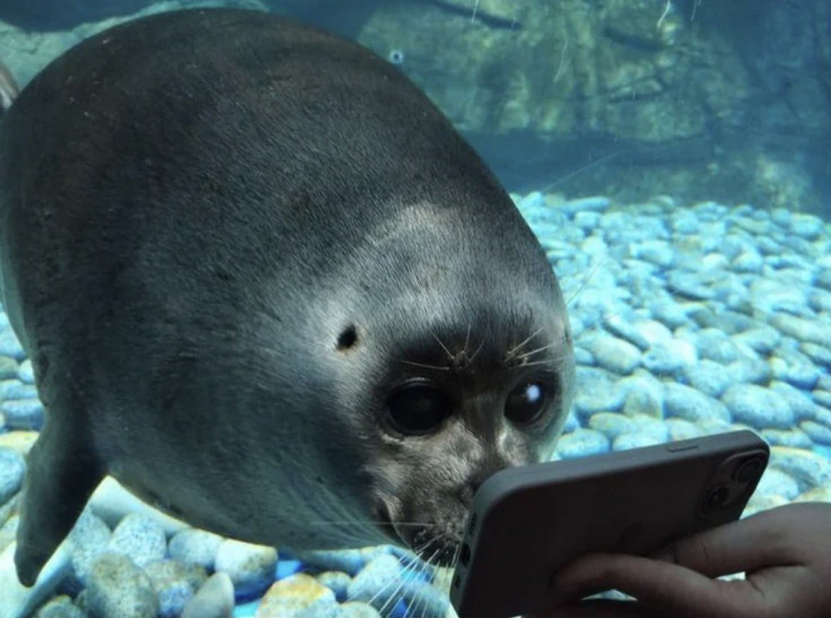nerpaugh's tweet photo. noticing the overall prevalence of mean interactions online is going up. not sure how i veered my algo in this direction but hoping more #sealposting #sealtwt will fix it https://t.co/VByjdhxxQz