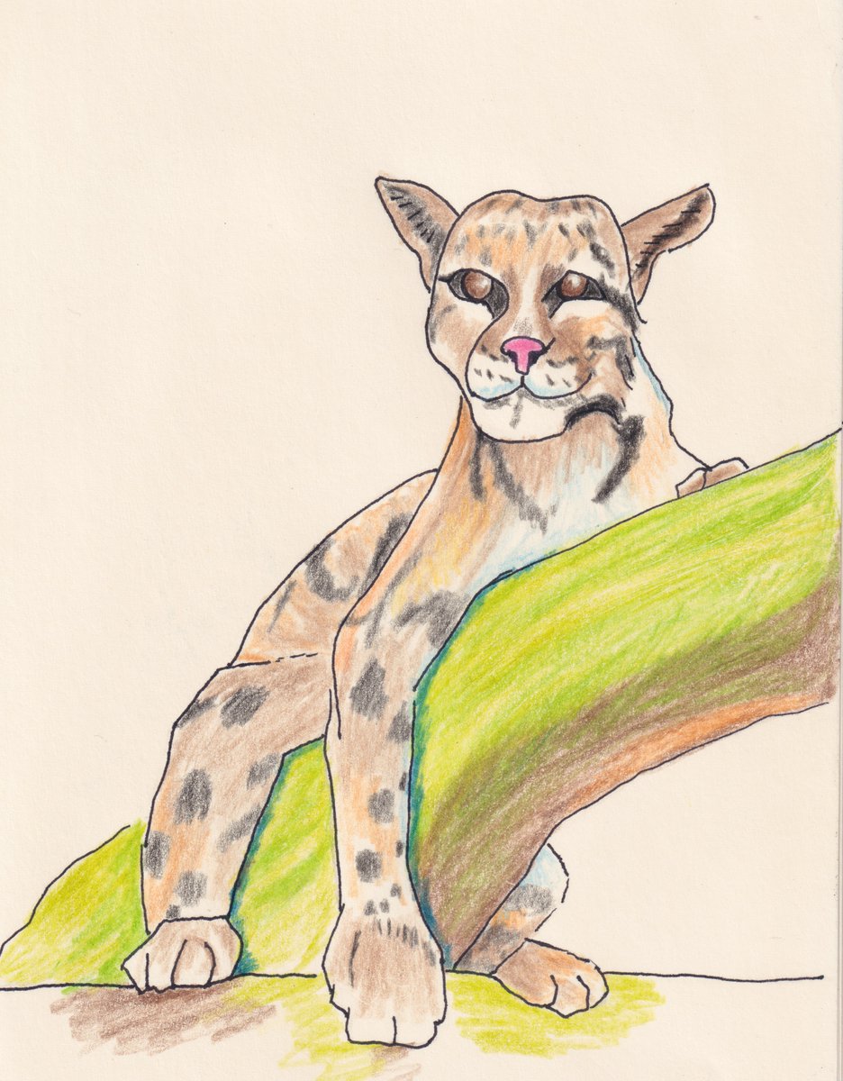 purecutethings's tweet photo. ☁️ Hoy celebramos a la más nublada y adorable de las panteras 🐈
¡Protéjamos a estas preciosidades!
#InternationalCloudedLeopardDay #CloudedLeopardDay #PanteraNublada #CloudedLeopard #DíaDeLaPanteraNublada https://t.co/5xDZMdduoi