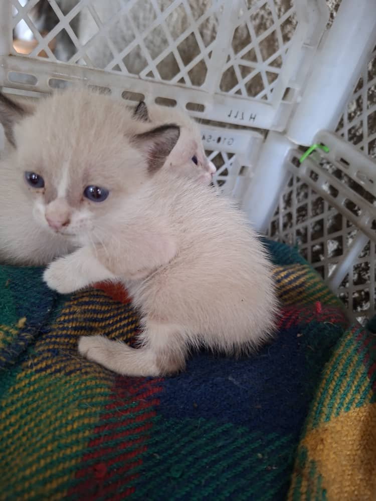 apoyocanino's tweet photo. Urgente 
Se necesitan Hogares temporales o definitivos para cachorros abandonados en San Agustín Caracas 
0422-6339357
Contacto https://t.co/r1C8jD4ZYs