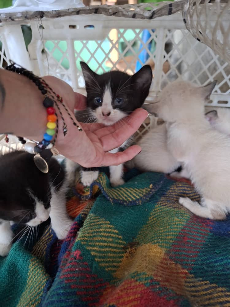 apoyocanino's tweet photo. Urgente 
Se necesitan Hogares temporales o definitivos para cachorros abandonados en San Agustín Caracas 
0422-6339357
Contacto https://t.co/r1C8jD4ZYs