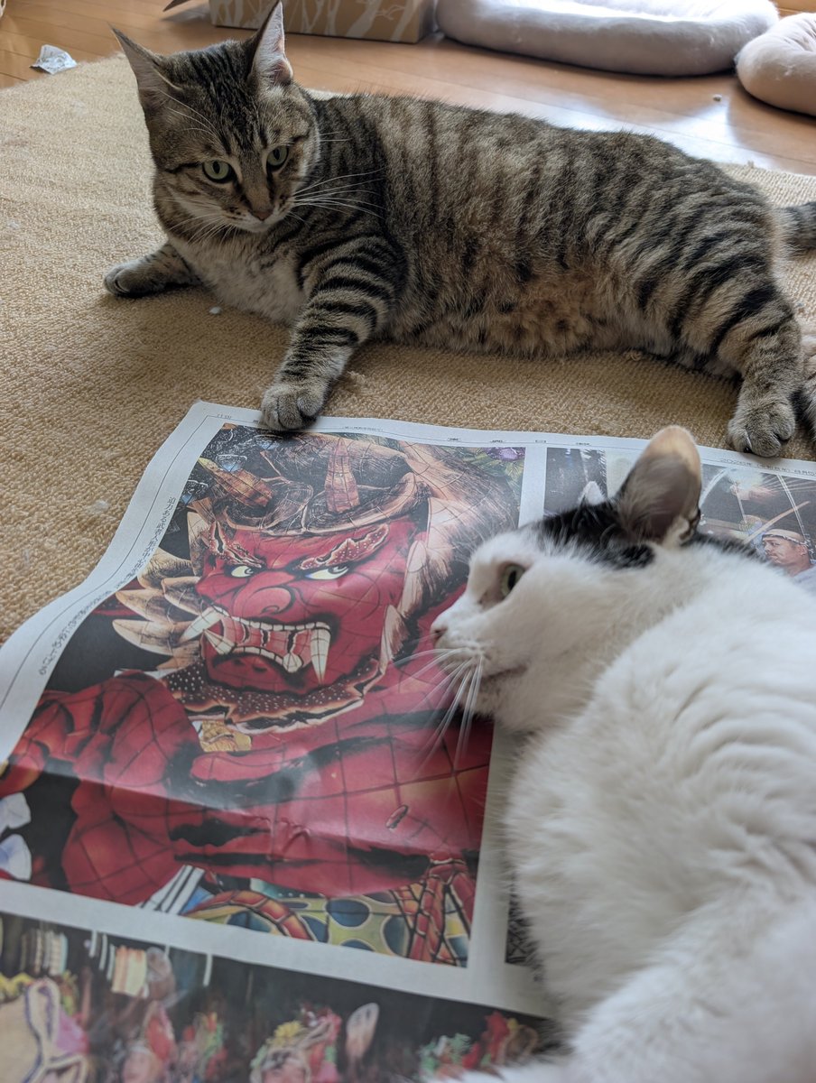 hotateyasan's tweet photo. 朝の定位置🐱
ねぶたに興味津々 https://t.co/at1vd5MlTR