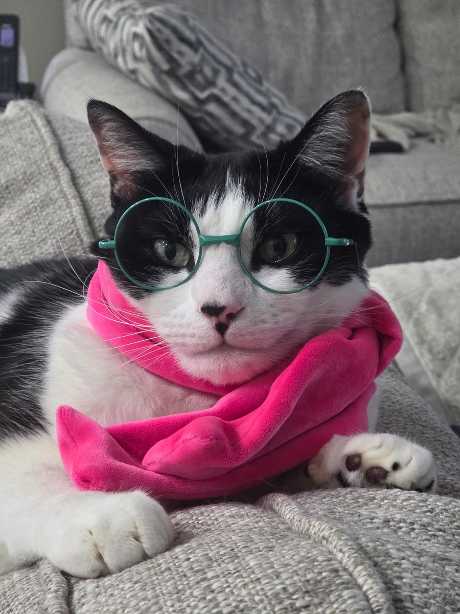 TemOuttaTen's tweet photo. Ralsei cat <3
#deltarune #cat #ralseiㅤㅤㅤ https://t.co/DwpJ5beGzQ
