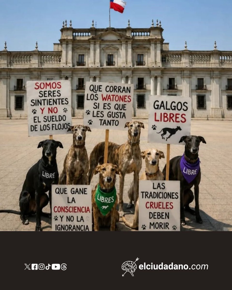 El_Ciudadano's tweet photo. 🚫 NO A LAS CARRERAS DE GALGOS EN CHILE

No es deporte. Es crueldad.

En Chile, cientos de galgos siguen siendo explotados por una industria de carreras ilegales que los condena al hacinamiento, lesiones graves, dopaje forzado y abandono cuando dejan de ser “rentables”, muchas veces con apenas 4 o 5 años de vida.

Corren por dinero. Sufren por negocio. Mueren en silencio.

Los galgos no nacieron para apostar con su vida.

🐾 Exijamos el fin de las carreras de galgos y una protección real para estos animales.
Imagen: @almascallejeraslota

#NoALasCarrerasDeGalgos #ChileSinCrueldad #ProtejamosALosGalgos #BienestarAnimal #NoEsDeporteEsCrueldad #DerechosAnimales #AdoptaNoCompres #FinAlMaltratoAnimal