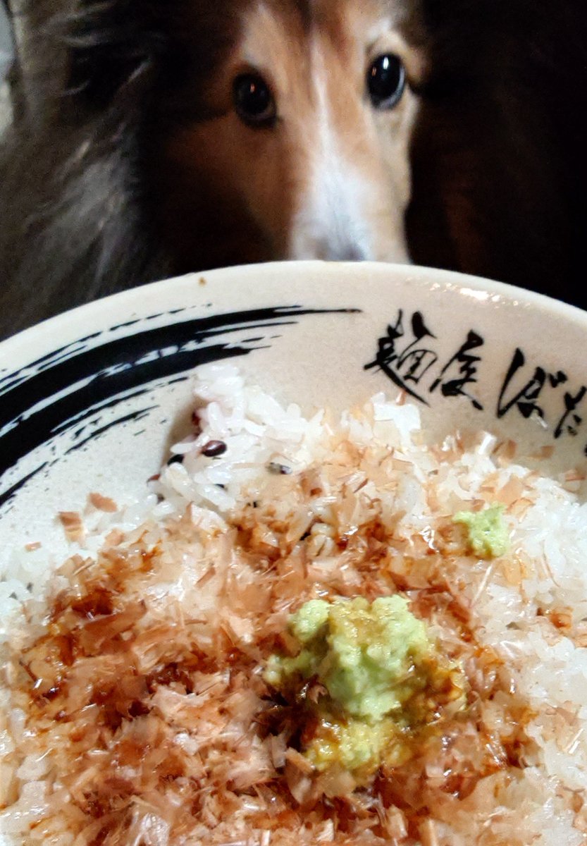 SY_XIV's tweet photo. おはいーぬ
わさびーぬ
丼ぶりーぬ
うまいーぬ
腹減りーぬ
あついーぬ
水曜日ーぬ
だるいーぬ
＼＿　　＿／
　　ヽノ
　　 ○
　　　ｏ https://t.co/aOPQ7WJiQG