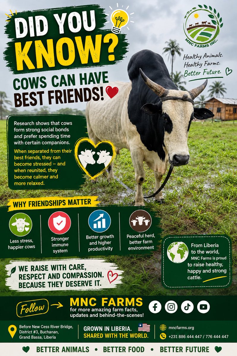 mncfarm's tweet photo. 🐄❤️ Did you know?

Cows can have best friends! Research shows they form close social bonds and become calmer when they’re with their favorite companions.

Nature is more emotional than we think.

#CowFacts #DidYouKnow https://t.co/IuSjO6wUht