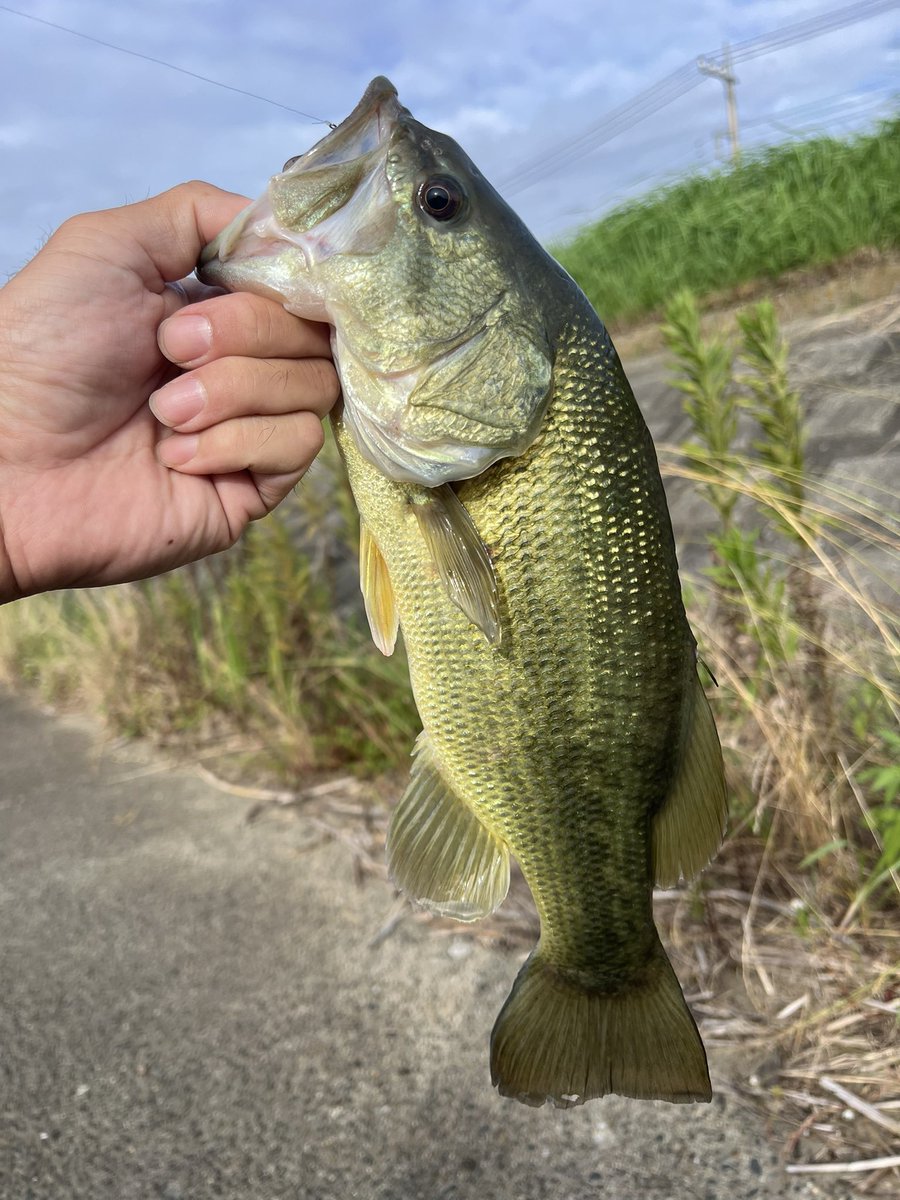 jun_nebusoku's tweet photo. 朝の精神安定剤🫶🎣
#霞水系 https://t.co/PE3RABdJoO