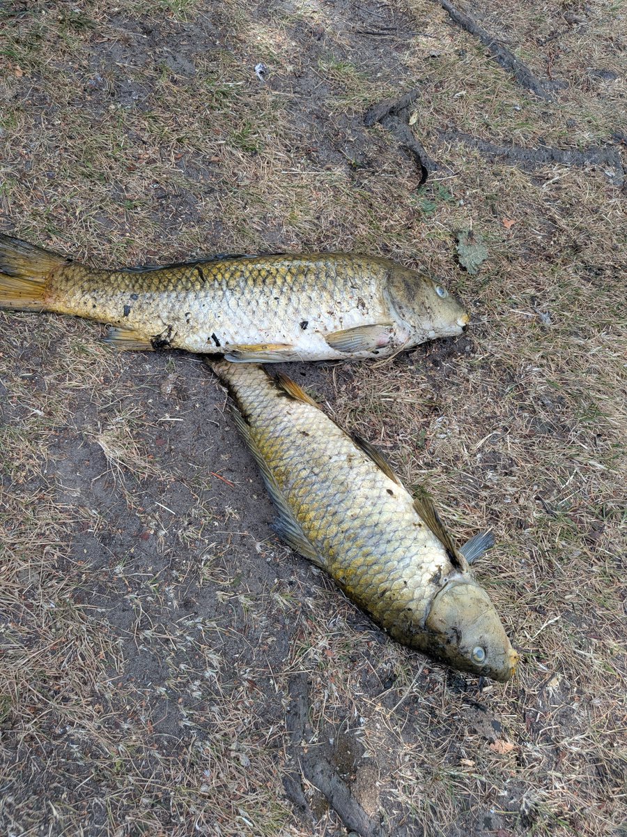 savethefishGM's tweet photo. This has been horrible to deal with, 
All these magnificent creatures, History gone.

#carp #wildies #norfolk #fishing 
#carpfishing #ukfishing https://t.co/7RR5KIohpj