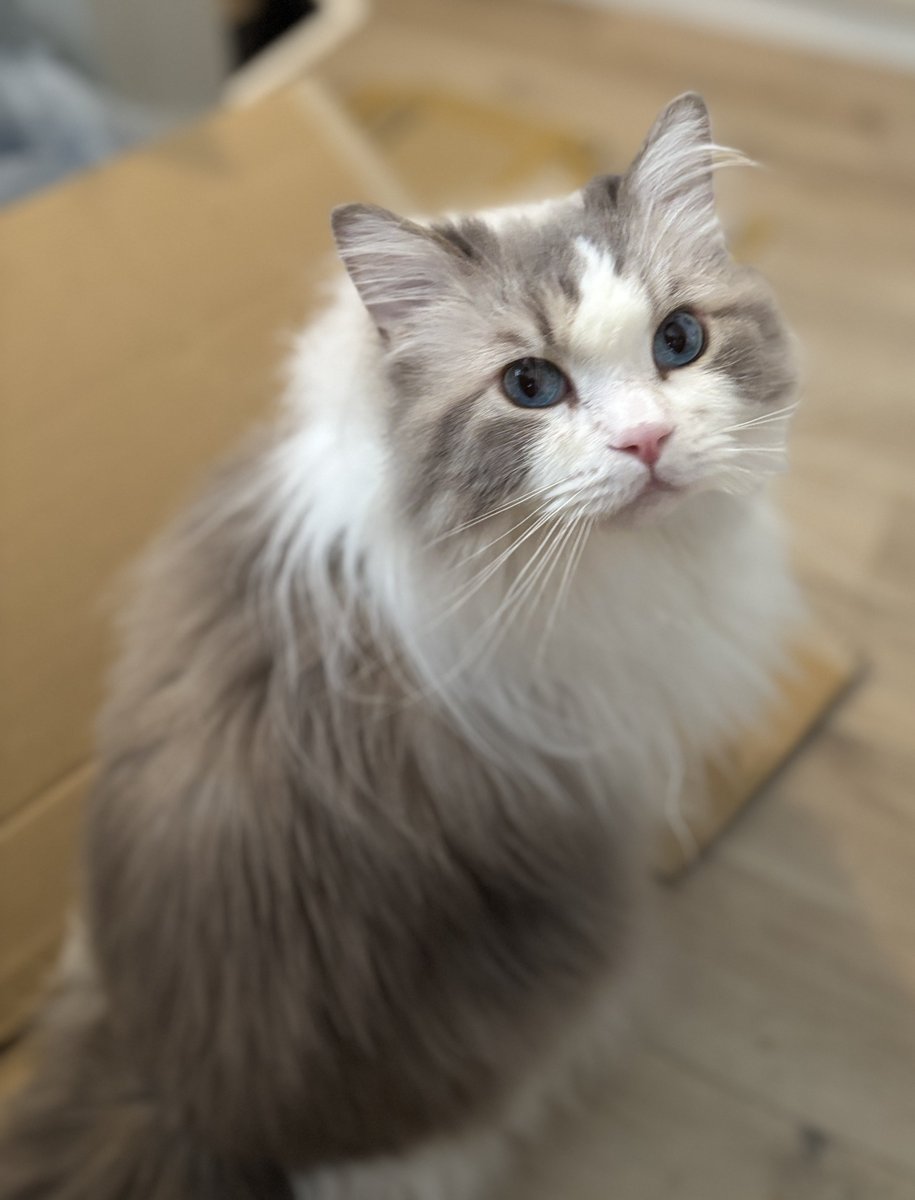 Shiro_suke_chan's tweet photo. 深夜にGが出たけど逃げられてしまい「しろちゃん猫パンチでやっつけておいてよ〜」って言ったらマジでやってくれたハンターしろちゃん。
早朝バタバタ騒いでるなーと思ったらGをパンチで弱らせて部屋の隅に追い込んでた。最後は飼い主が凍結スプレーで仕留めました😭食べちゃったりしなくて良かった... https://t.co/nb5nnU2ia4