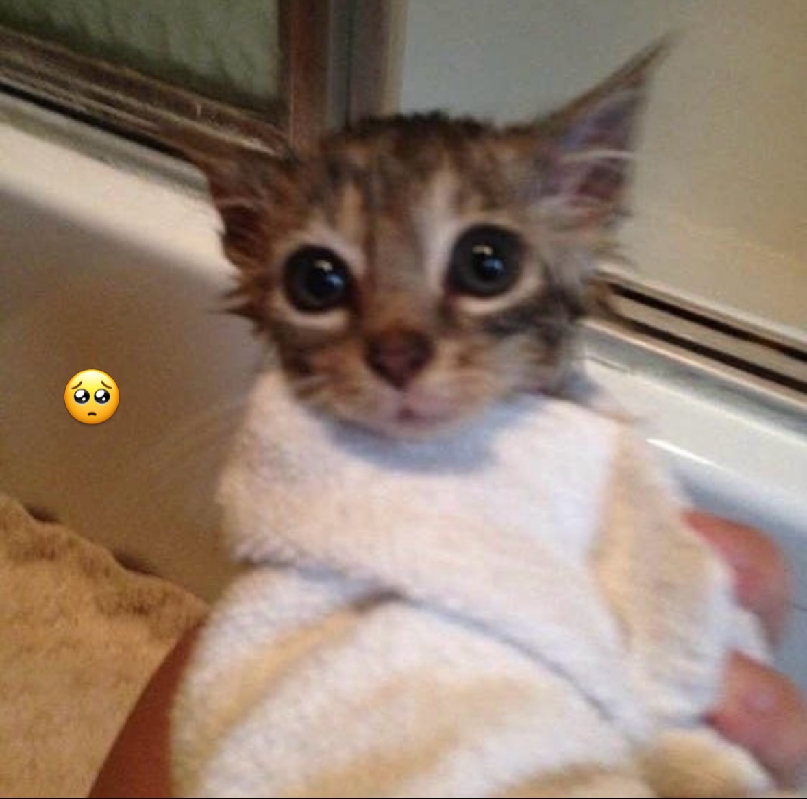 catsworldaura's tweet photo. https://t.co/EBsBzf8BTX