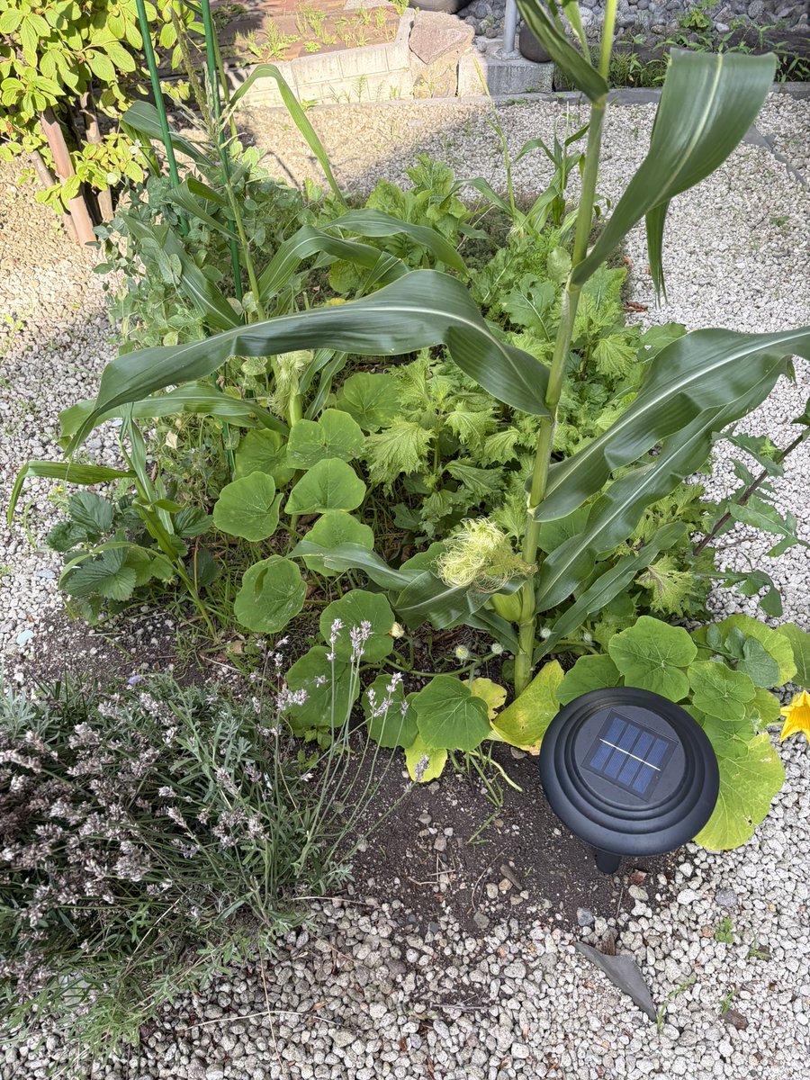 Ken_natureFarm's tweet photo. 【チャレンジ108日目】🌱
108日目の庭

スイカに花が咲いてきました！🌼

豆苗が、少し元気なくなってきたかな🫛

#自然農法 #家庭菜園 #コンポスト #北海道 https://t.co/TcB3kTGoxu