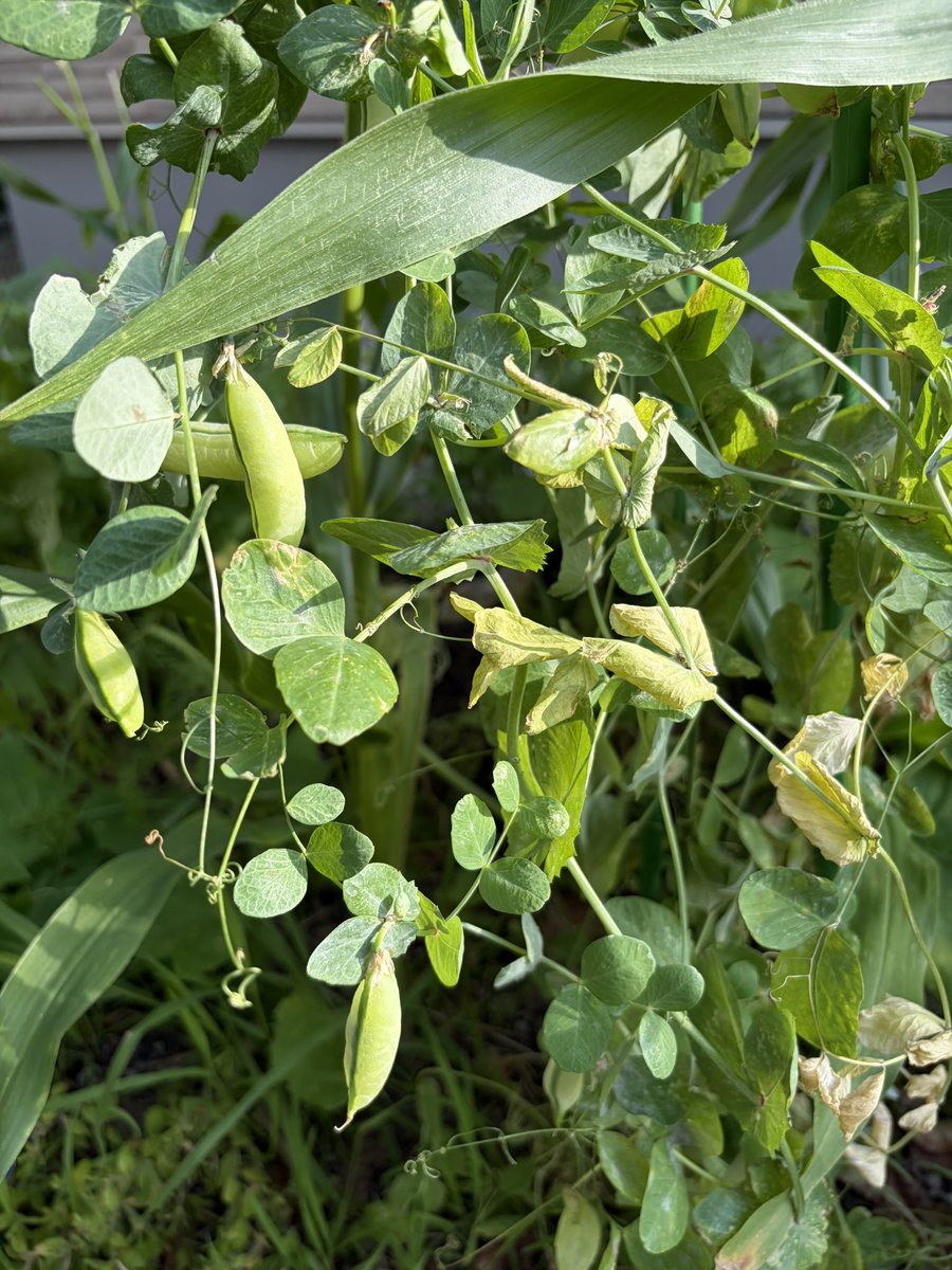Ken_natureFarm's tweet photo. 【チャレンジ108日目】🌱
108日目の庭

スイカに花が咲いてきました！🌼

豆苗が、少し元気なくなってきたかな🫛

#自然農法 #家庭菜園 #コンポスト #北海道 https://t.co/TcB3kTGoxu