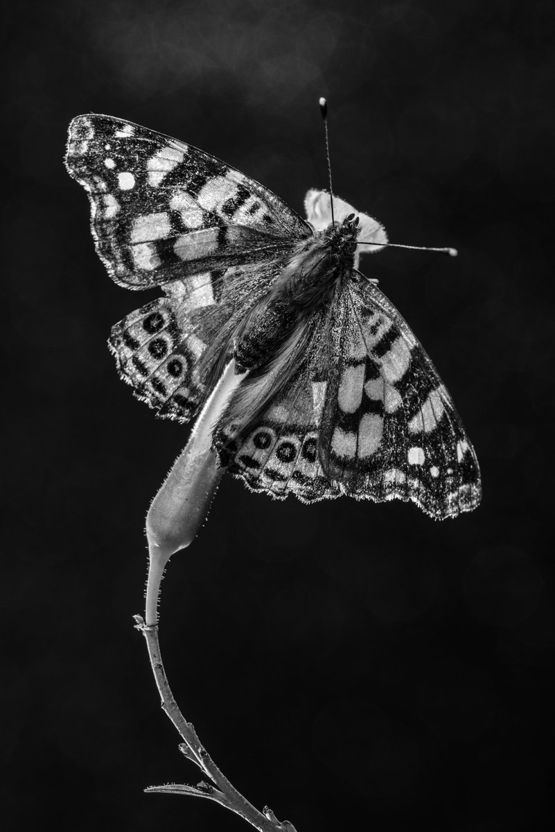 onBluescreen's tweet photo. art 💎 on bluescreen

Vanessa's Light by @MellodoraArt 
 
"Vanessa carye, commonly known as the painted lady, is a butterfly of the family Nymphalidae, widely distributed across South America. This individual is perched on the flower of Nicotiana glauca with its wings fully spread. Its intricate dorsal patterns are highlighted by the monochrome presentation, emphasizing form, contrast, and structural detail."
 
UNIQUE EDITION /1 
$100 in SOL