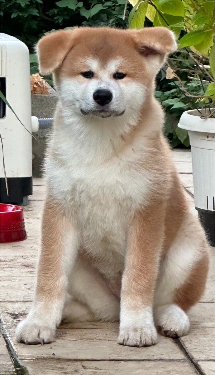 luna20230414's tweet photo. 3年前の夏🐕
耳が寝てました
#秋田犬
#子犬 https://t.co/U83KTLh2pk