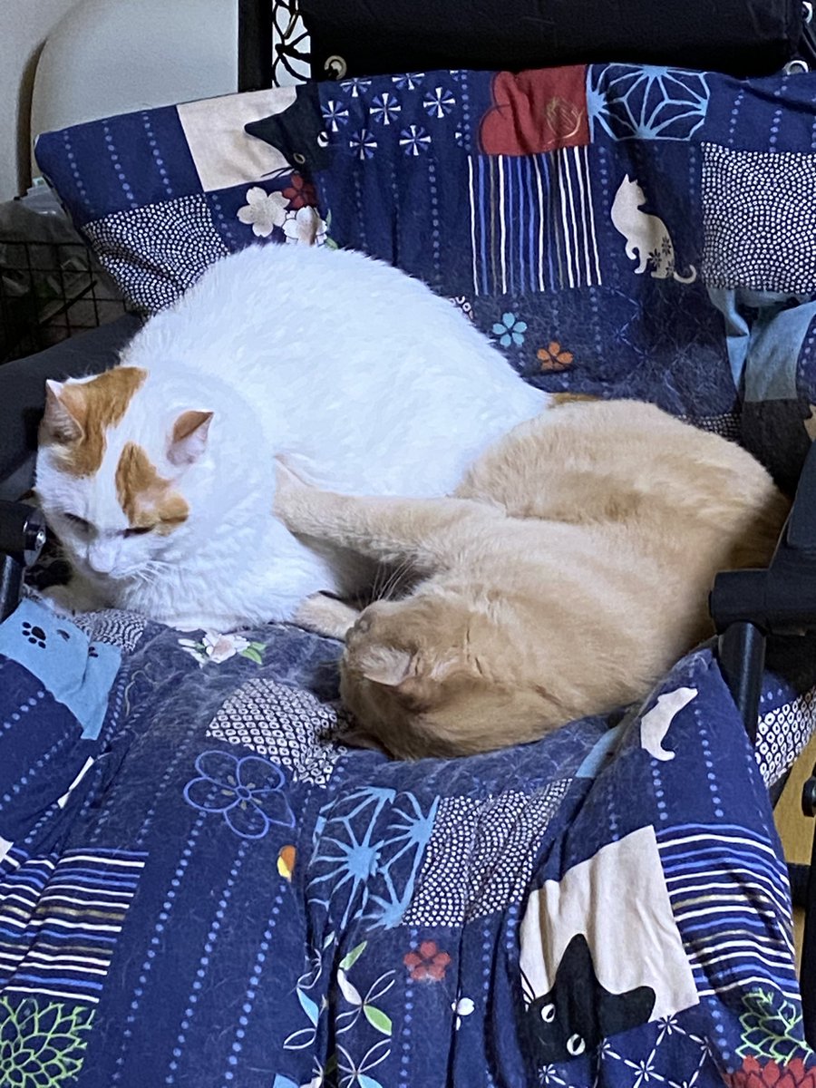 mitreiluv's tweet photo. 一緒に寝たい漢と
　一人で寝たい漢

#ねこ #ネコ #猫 #保護猫 #ねこのいる暮らし #猫好きさんと繋がりたい https://t.co/SYiSXVNqqV