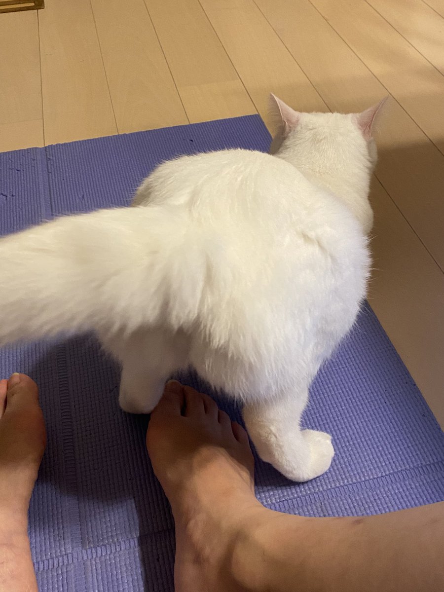 my_cstt's tweet photo. 猫「筋トレ中？知らん、尻を叩け。」 https://t.co/TdffU6S4A4
