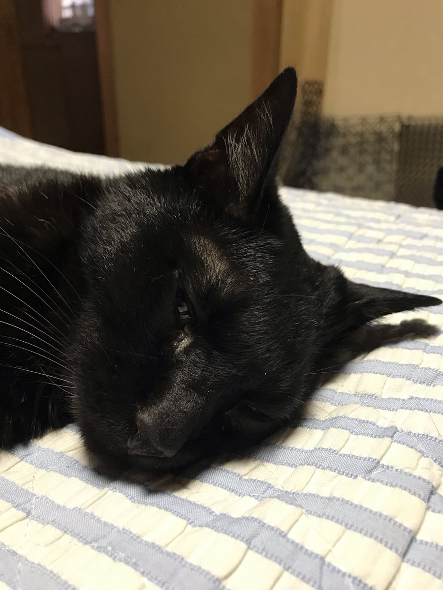 _hirokomandom's tweet photo. おはようにゃ
＃猫 ＃黒猫 ＃猫好きさんと繋がりたい https://t.co/7RM9cf9seD