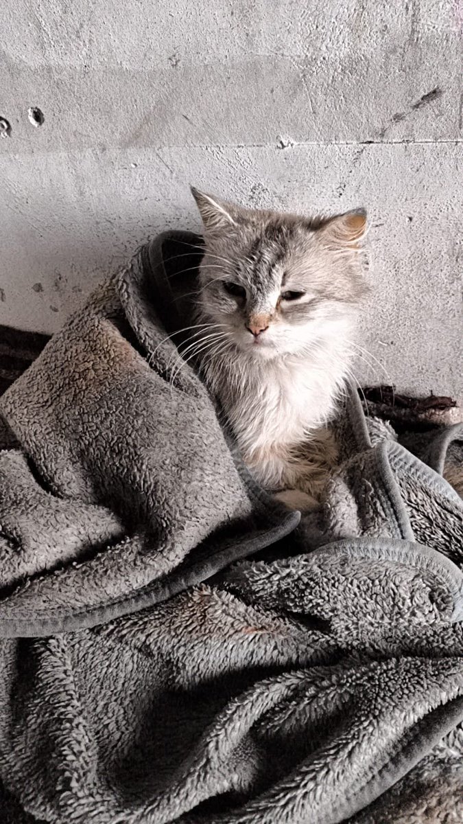 laalmsr95993669's tweet photo. My heart is breaking a little more with every passing moment... 💔
I'm doing everything I possibly can for you, my precious Simba, but I'm losing this fight because I simply can't afford the life-saving injection you desperately need. Please know that I love you more than my own life, and the thought of losing you is destroying me inside.
We are trapped in unimaginable conditions in Gaza. I can't even save my pregnant cat, who is so weak and about to give birth. Every time she looks into my eyes, it feels like she's begging me for help... and I have nothing left to give. That helplessness is unbearable.
Only $200 stands between Simba and the treatment that could save her life and the lives of her unborn babies. To many, it may seem like a small amount, but for me, it feels impossible.
Please, if there is any kindness left in your heart, donate whatever you can—even the smallest amount—or share our story with others. Your compassion could be the miracle that saves Simba and her babies before it's too late. 🙏👇❤️https://t.co/WwNfHWRNpY