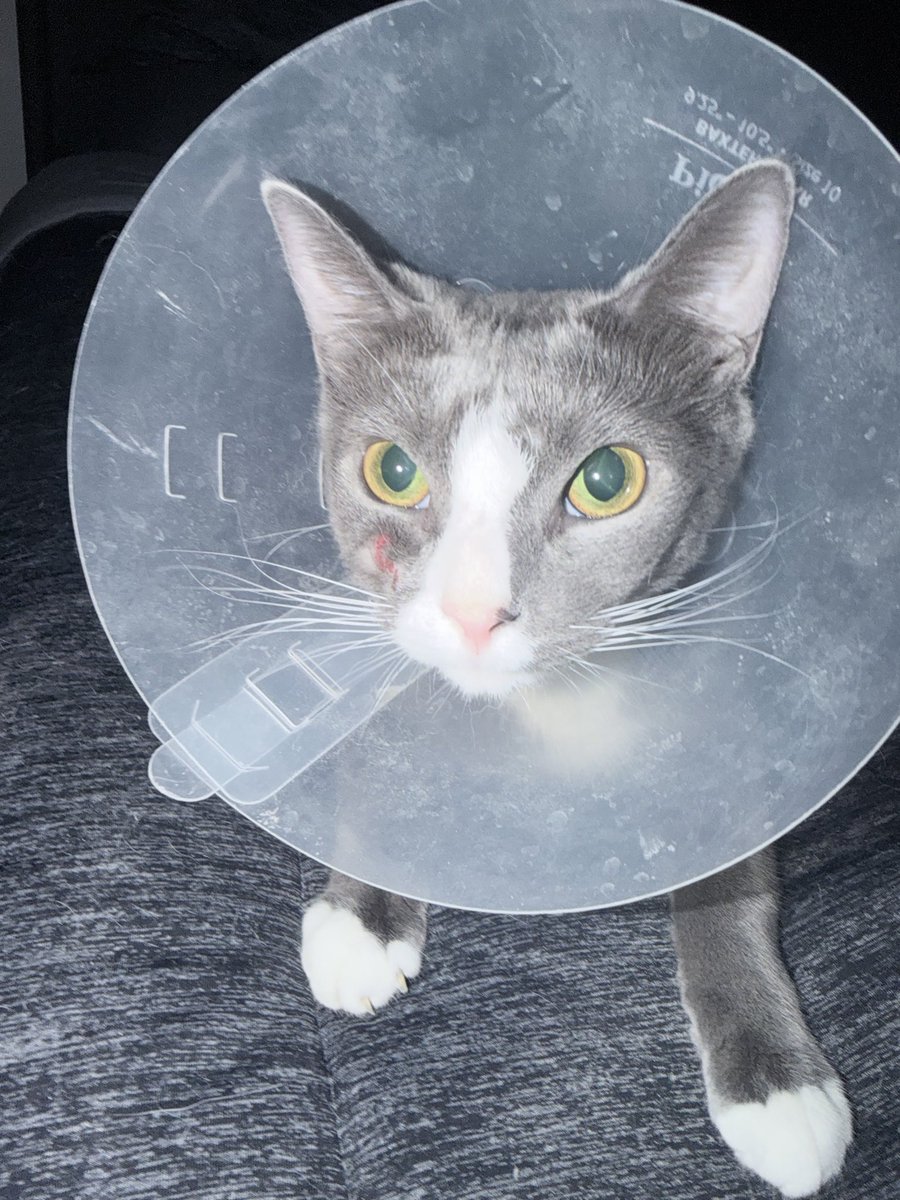 arianasultimate's tweet photo. anyone with a cat had their cat keep scratching their face and inflicting wounds? the vet doesn’t even know and i am concerned https://t.co/GjJwrlRSI4
