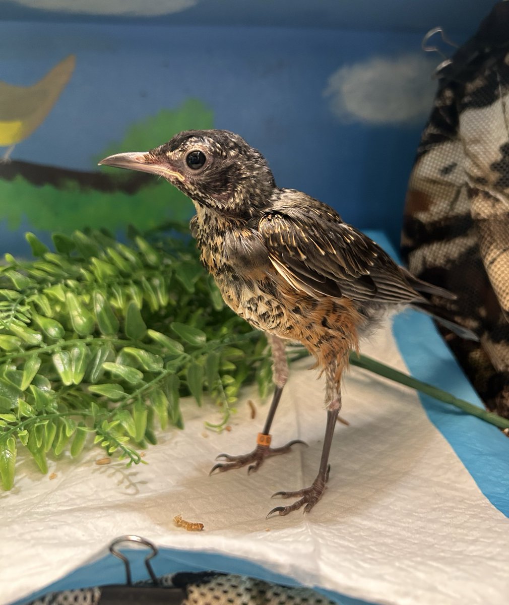wildbirdfund's tweet photo. This fledgling robin is standing tall (so tall!) in spite of being separated from her parents too young. 

You might be thinking, my those are some long legs! But actually this little one is still growing out her feathers, so she’s not fully dressed yet.

📷: Francesca Padillas https://t.co/EbVeLd26XH