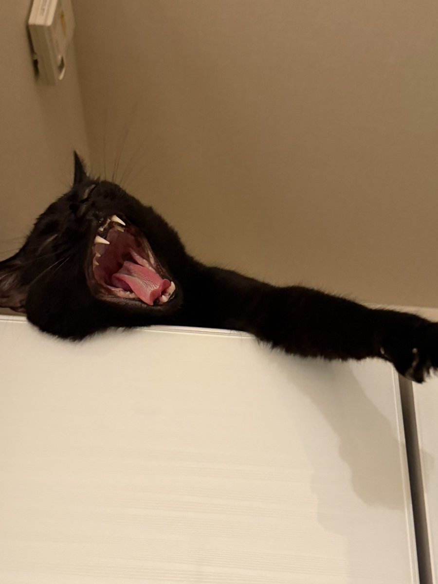 JVb47's tweet photo. 毎日過去最強に辛いを更新し続けながら必死に生きてるけど、天上人から黒い手が伸ばされてきて二酸化炭素を浴びせられたところで出る感情はまだ「かわいい」だけだからほんと癒し効果あるわこの生き物 https://t.co/p8vxGS9cXn