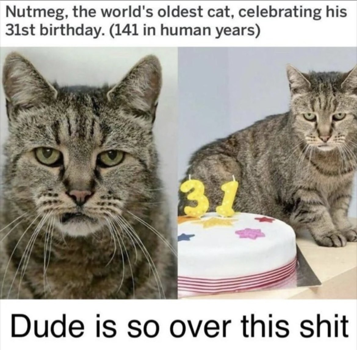 GbolahanJu31497's tweet photo. Nutmeg was like : Let’s just get this over with  hooman 😼 https://t.co/VBnfWezbkk