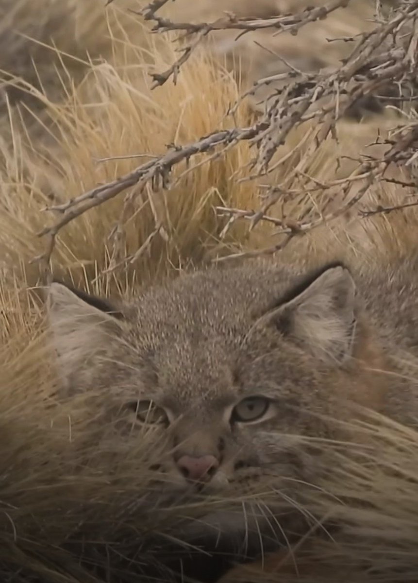 bichoargentum's tweet photo. El gato del pajonal (Leopardus pajeros) es uno de los felinos nativos más esquivos de Argentina 😺

Vive en pastizales, pajonales o estepas desde el centro del país hasta la Patagonia 🇦🇷

Es solitario, de hábitos mayormente crepusculares y nocturnos, y se alimenta de roedores, aves y pequeños animales 🐭

Llegan a pesar hasta 5 kg, siendo el felino silvestre más chico del país. Comparte parentesco cercano con el gato andino, es pariente más lejano del gato montés (todos del género Leopardus) y más lejano del Puma y el yaguarundí 🐆

Está categorizado como especie Vulnerable por la perdida y fragmentación de su habitat en manos de la expansión agropecuaria, los incendios forestales, atropellamientos y la caza 💔

El año pasado el equipo de Rewilding Argentina en Parque Patagonia capturó a Odisea, una hembra y la liberó con un collar satelital para poder estudiar sus movimientos y hábitos en la estepa Patagonica 😻

Por eso cada vez que aparece un registro nuevo de este bicho vale oro ❤️

¡Seguimos conociendo bichos!

📷 Rewiling Argentina