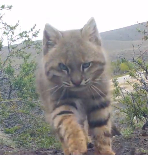 bichoargentum's tweet photo. El gato del pajonal (Leopardus pajeros) es uno de los felinos nativos más esquivos de Argentina 😺

Vive en pastizales, pajonales o estepas desde el centro del país hasta la Patagonia 🇦🇷

Es solitario, de hábitos mayormente crepusculares y nocturnos, y se alimenta de roedores, aves y pequeños animales 🐭

Llegan a pesar hasta 5 kg, siendo el felino silvestre más chico del país. Comparte parentesco cercano con el gato andino, es pariente más lejano del gato montés (todos del género Leopardus) y más lejano del Puma y el yaguarundí 🐆

Está categorizado como especie Vulnerable por la perdida y fragmentación de su habitat en manos de la expansión agropecuaria, los incendios forestales, atropellamientos y la caza 💔

El año pasado el equipo de Rewilding Argentina en Parque Patagonia capturó a Odisea, una hembra y la liberó con un collar satelital para poder estudiar sus movimientos y hábitos en la estepa Patagonica 😻

Por eso cada vez que aparece un registro nuevo de este bicho vale oro ❤️

¡Seguimos conociendo bichos!

📷 Rewiling Argentina