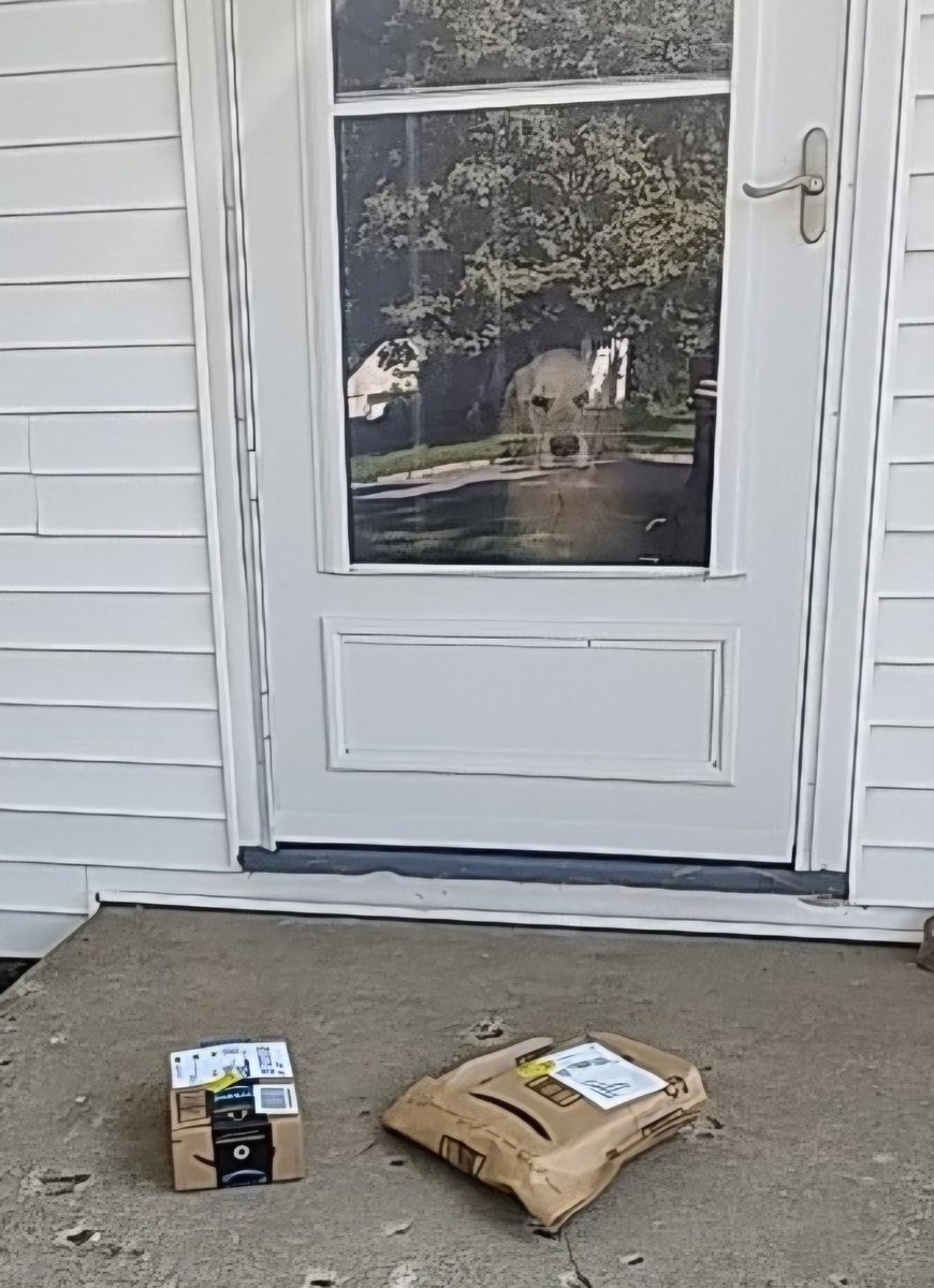mlbfan528's tweet photo. Delivery confirmation photo (feat. Cash) Thank you for the smile, @amazon https://t.co/5BAB0tFH6D