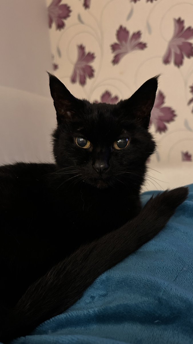 cosycatleah's tweet photo. The perpetrator in question! She is elderly, and quite sick at the moment, so please keep her warmly in your thoughts!! https://t.co/RoBWX1gVAa