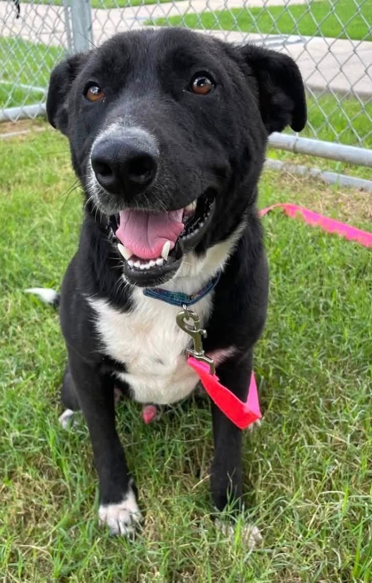 LisaBrabson's tweet photo. CHICO #A386610 2yo
DOESN'T ANYONE CARE ABOUT THIS DARLING BOY?
Hardly any pledges ๐ญ or Retweets!
Such a SHAME!
TEXAS๐จ๐ฑ WAKE โฐ๏ธ UP!SAVE THIS BABY!
So handsome,adorable personality,loaded with love โค๏ธ
Plz โ go #CorpusChristiACS & #Adopt ($25) or #Foster him
Plz #PLEDGE4RESCUE https://t.co/OvwiFvOdvl