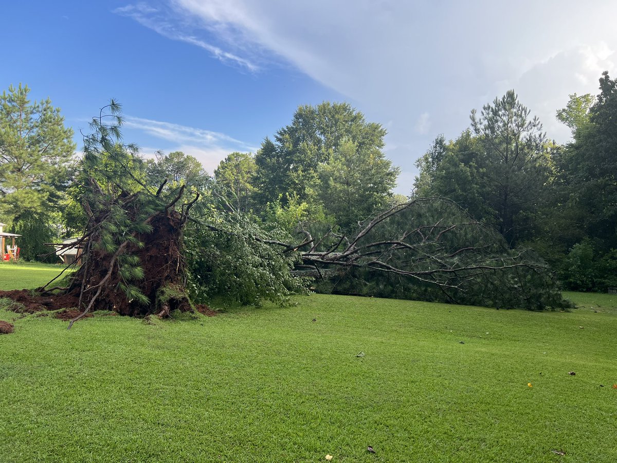 beverleyhightow's tweet photo. @WBRCnews Strong Storm in Leesburg Alabama this afternoon blew these 2 pine trees over! https://t.co/OdaIM3kbp3