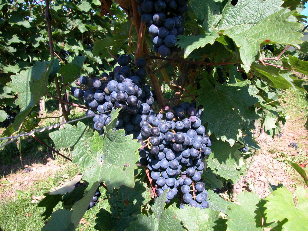AmyRose3's tweet photo. Unique & interesting ways to grow regenerative / organic grapes - https://t.co/Y9dvW4UrIM #regenerativeagriculture #regenerativefarming #GrowingGrapes #organicfarming #ecofarming #homesteading #localfarming #sustainablefarmingpractices https://t.co/0f6WVVbbzL
