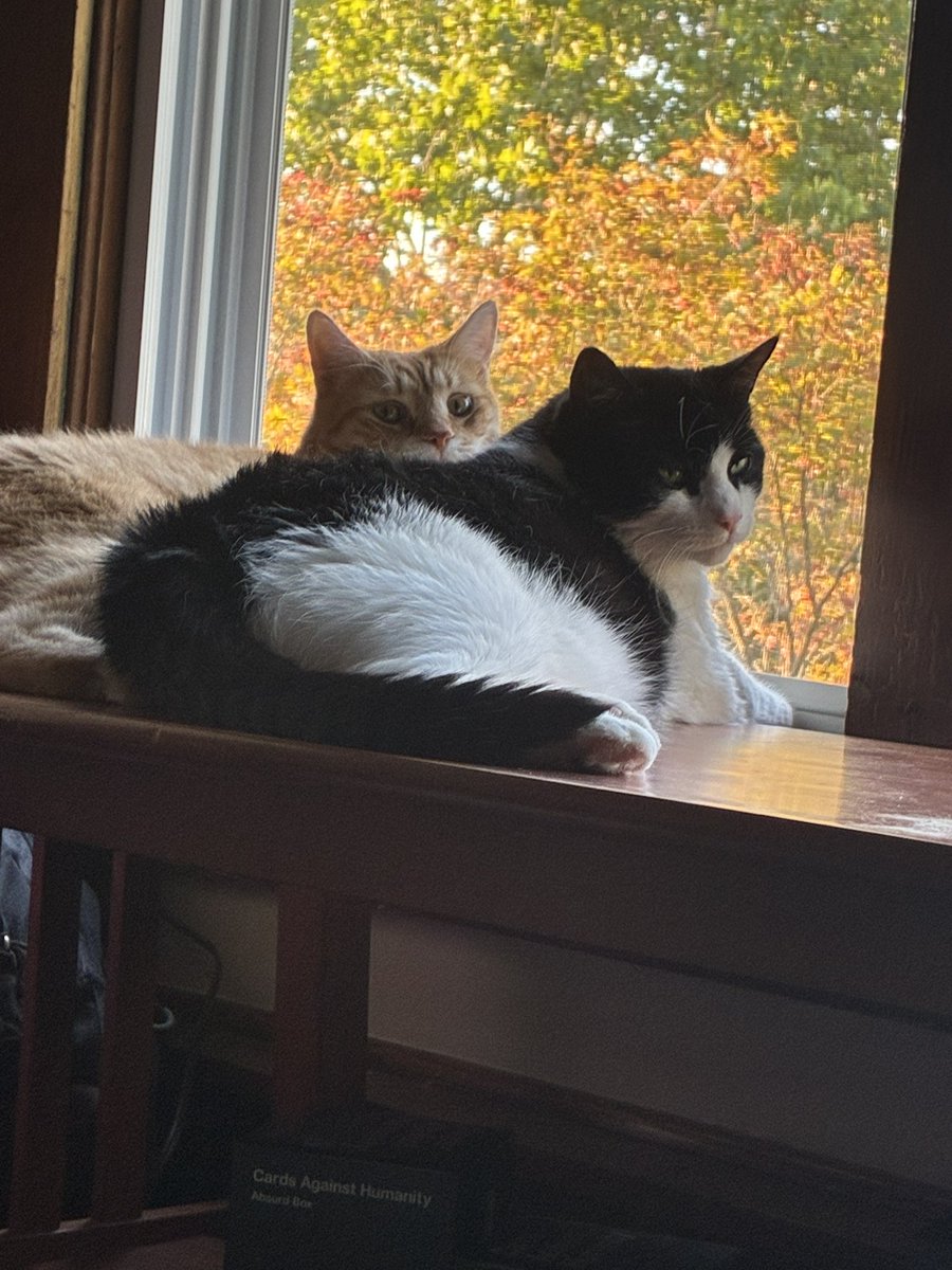 HE4DG1RL's tweet photo. my boys! https://t.co/PAaygqatQb