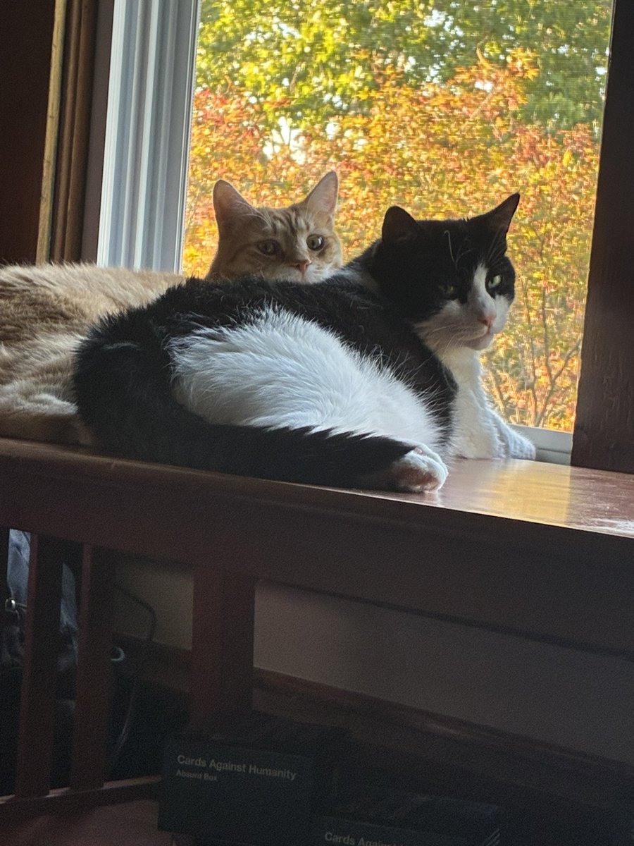 HE4DG1RL's tweet photo. my boys! https://t.co/PAaygqatQb