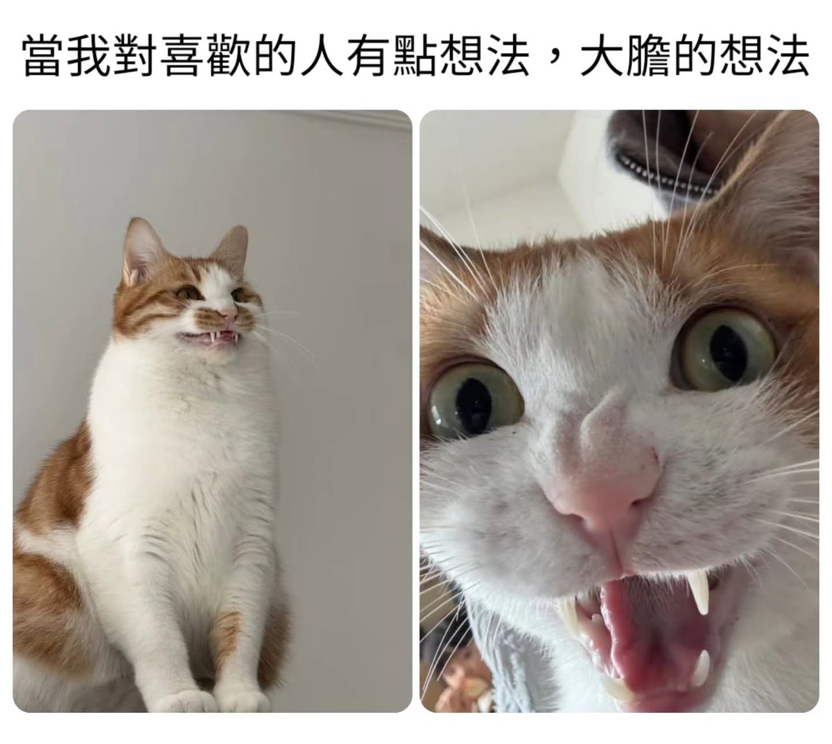 miyinmemes's tweet photo. 熵凍射線預備

冰的啦！ https://t.co/E5TOKMdzxj