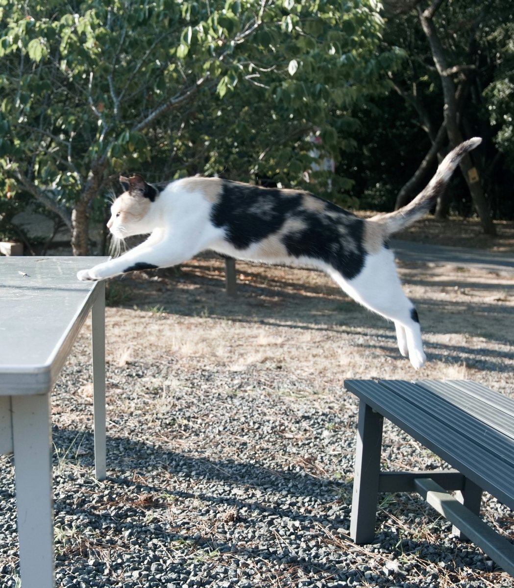 predictabo's tweet photo. イスから机へジャンプ！

#猫
#ねこ
#cat https://t.co/nt8FjXuG2z