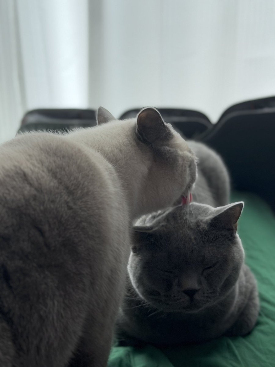 Luke23OiJ's tweet photo. おはにゃ☀️

#猫と暮らす #ブリティッシュショートヘア https://t.co/za0lH0fYtM