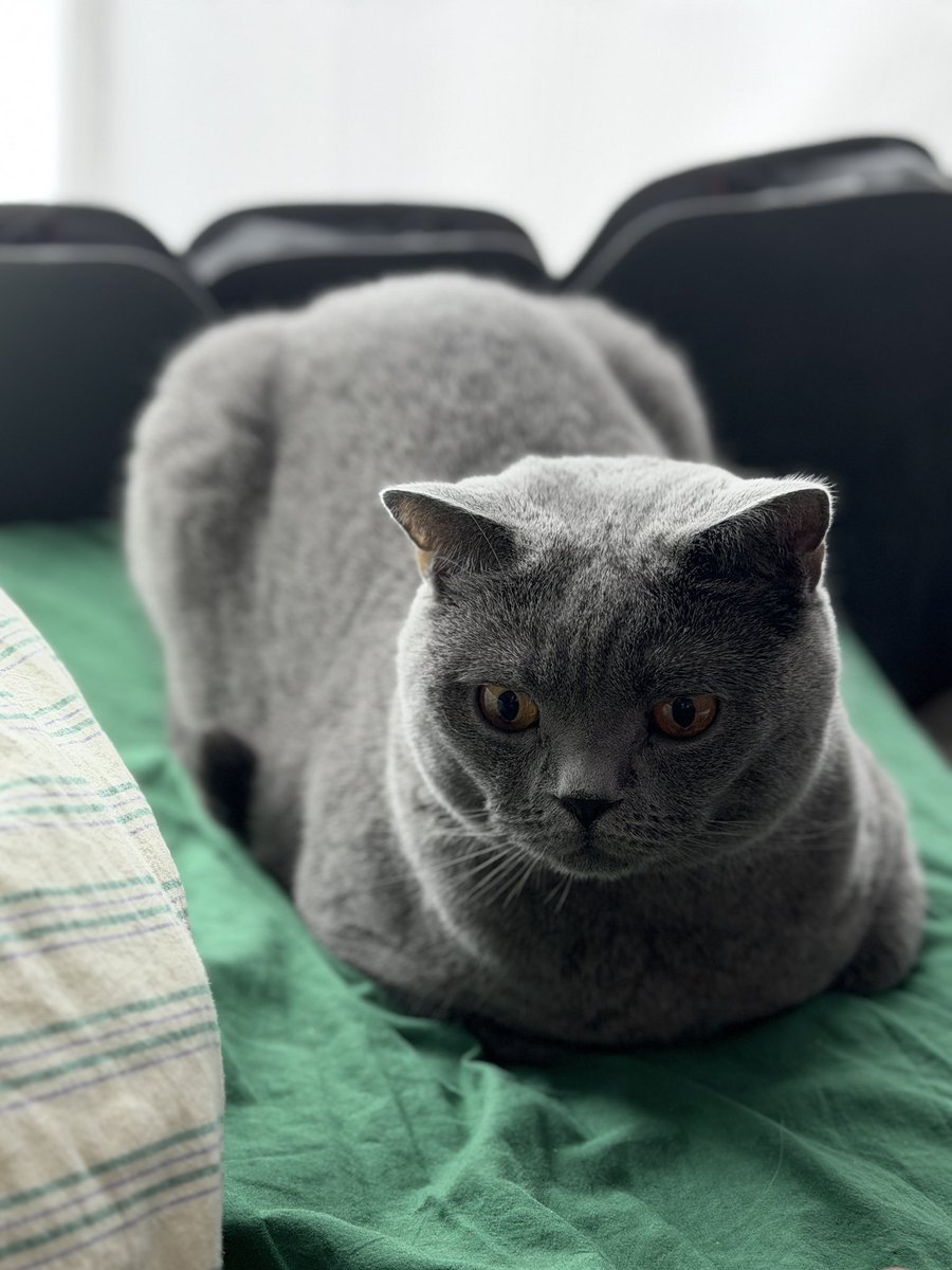 Luke23OiJ's tweet photo. おはにゃ☀️

#猫と暮らす #ブリティッシュショートヘア https://t.co/za0lH0fYtM