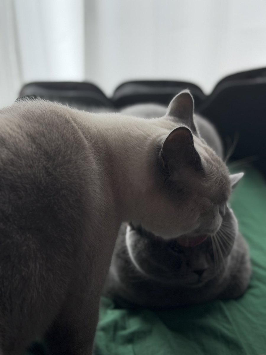 Luke23OiJ's tweet photo. おはにゃ☀️

#猫と暮らす #ブリティッシュショートヘア https://t.co/za0lH0fYtM