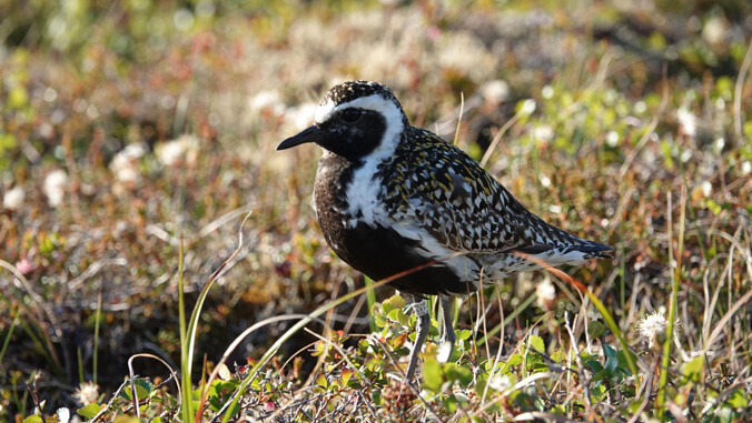 UHawaiiNews's tweet photo. Two @uhkapiolani students traveled to Nome, Alaska, on a Hawaiʻi Audubon Society scholarship to study migrating kōlea (Pacific golden plovers). They explored tundra breeding grounds, shared Native Hawaiian culture, and will now aid local bird counts ➡️ https://t.co/NJHNUeS1kb https://t.co/62A96ZMoYY