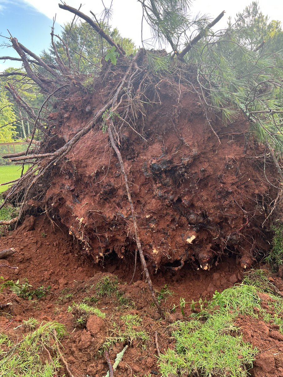 beverleyhightow's tweet photo. @weswyattweather  Storm in Leesburg Alabama wiped out these 2 pines https://t.co/lAUfnvSG7w