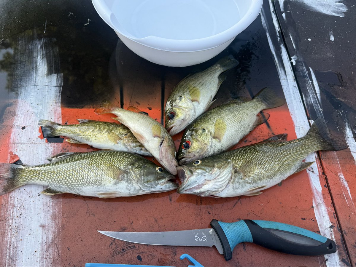 IUFB_HYPE_MAN's tweet photo. What you k ow about them Indiana suppers? #smallmouth #rockbass #creek https://t.co/lmq10F1jew